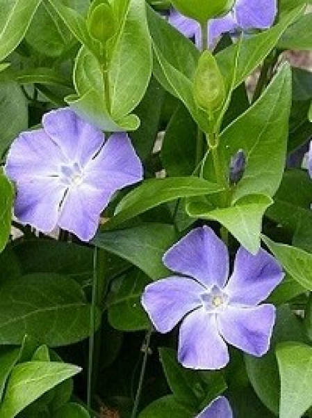 Kleines Immergrün (Vinca minor) im 1 l-Container